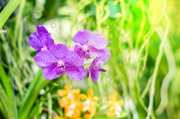 美丽的紫兰花在树枝上
