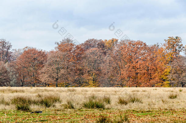 秋天的彩色树木，户外公园，黄色的橙色叶子