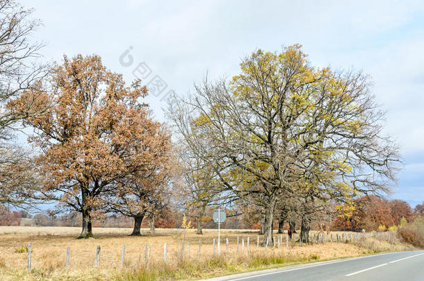 秋天的彩色树木，靠近公路，黄色的橙色叶子