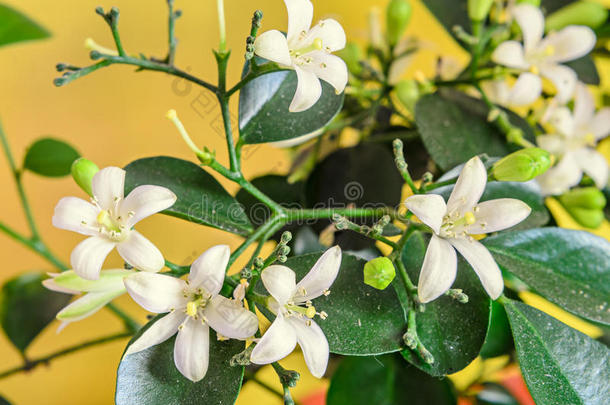 芳香亚洲的美女<strong>开花植物</strong>学的