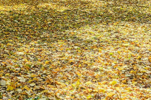 彩色黄色橙色叶子，秋天在户外公园