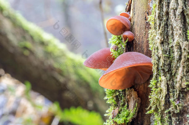 食用蘑菇被称为果冻耳