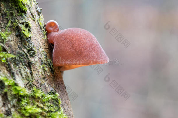 被称为犹太人耳朵的令人惊奇的食用蘑菇的详细镜头