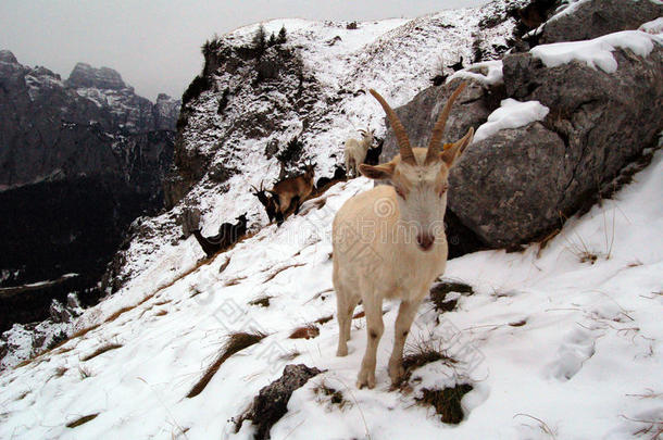 阿尔卑斯山动物康纳利寒冷的白云石