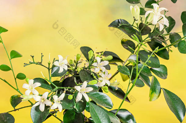 芳香亚洲的美女<strong>开花植物</strong>学的