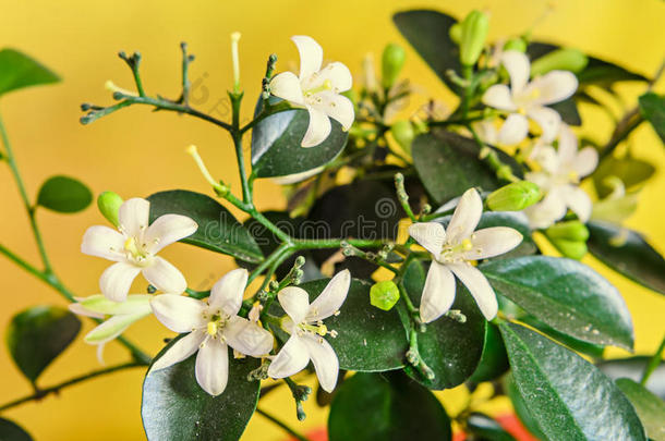 芳香亚洲的美女<strong>开花植物</strong>学的