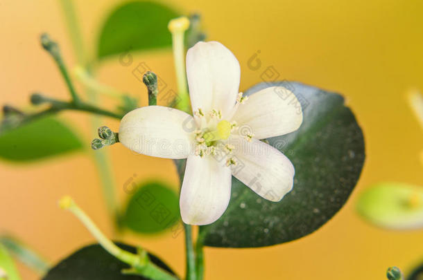 芳香亚洲的美女<strong>开花植物</strong>学的