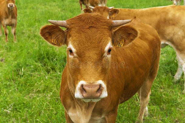动物关闭奶牛国内的农场