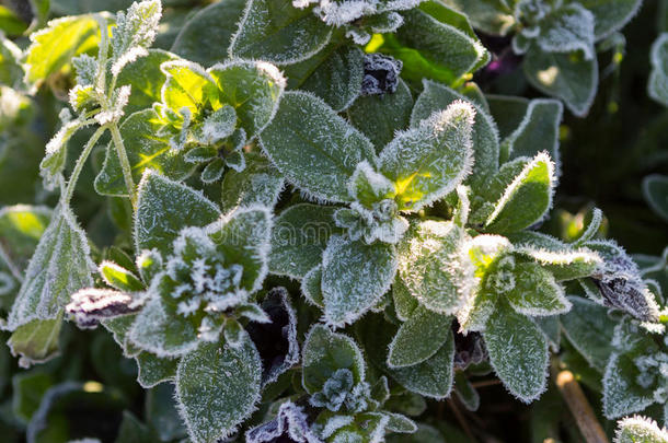 冷冻植物覆盖着白霜或<strong>雾凇</strong>