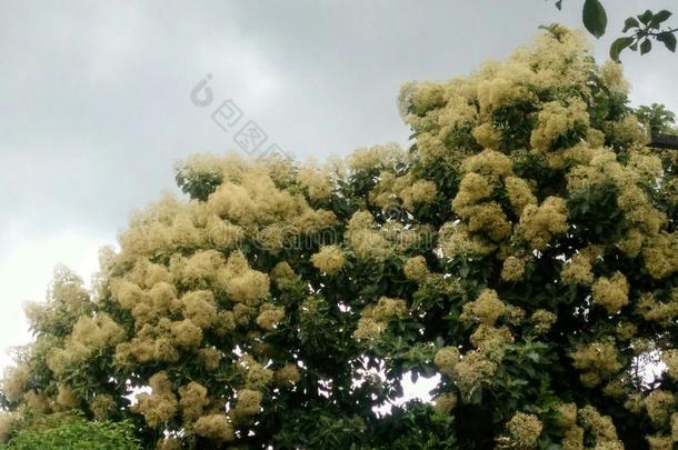 开花的下蒙蒙细雨花格兰迪斯成年的