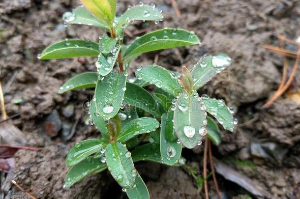 雨中栽种