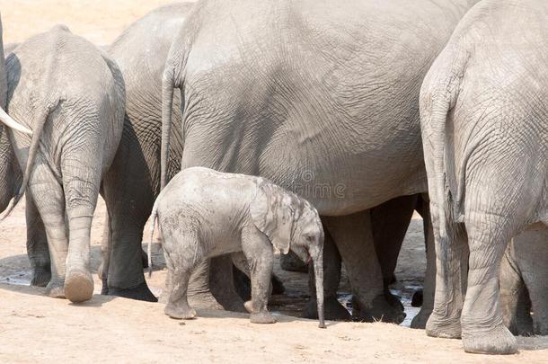 一只小象小牛在一群大象中，在万格国家公园