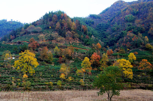 塔川五彩缤纷的秋景