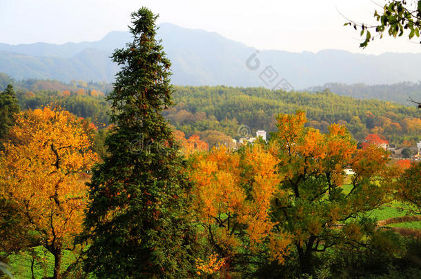 塔川五彩缤纷的秋景