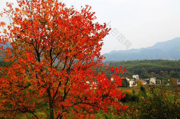 塔川五彩缤纷的秋景