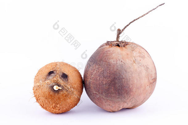 椰子壳和棕色成熟椰子，用于椰奶或油椰子的白色背景健康水果食品分离