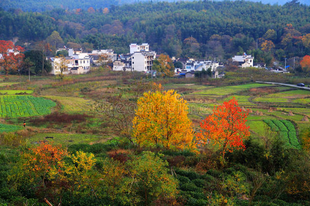 塔川五彩缤纷的秋景