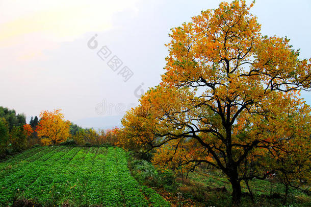 塔川五彩缤纷的秋景