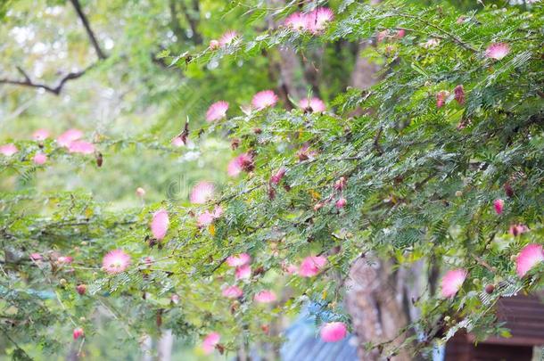 五颜六色的清新公园，花朵，粉红色，盛开的早晨花园，许多树，五颜六色，令人惊叹的绿色景观，白色