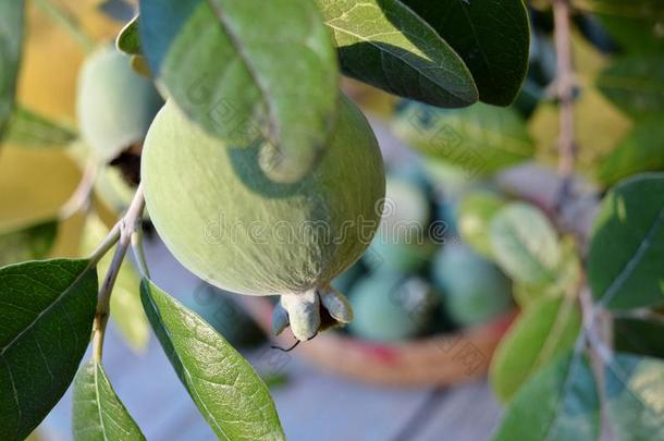 Feijoa-accaSellowiana的果实