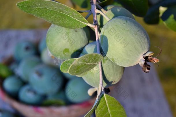 Feijoa-accaSellowiana的果实