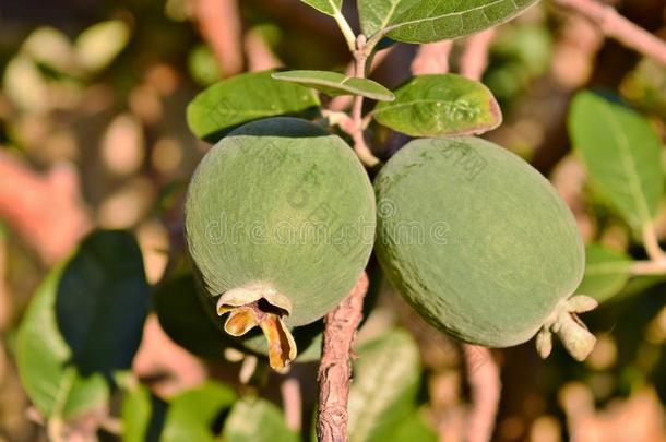 Feijoa-accaSellowiana的果实