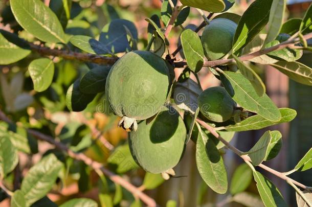 Feijoa-accaSellowiana的果实