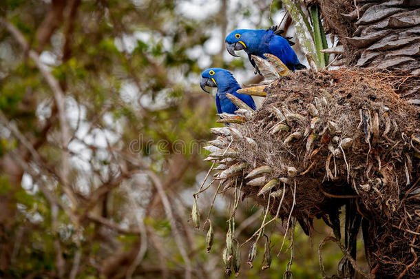 亚马逊美国动物无角线虫鸟类