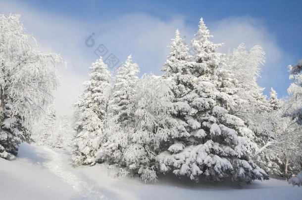 圣诞节前雪中的<strong>神奇树</strong>木。 寒冷的早晨