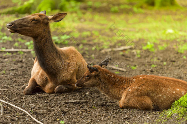 <strong>小鹿和</strong>它的母亲