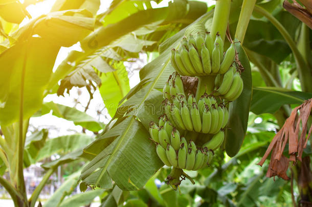 香蕉树有一串香蕉和阳光。 种植香蕉