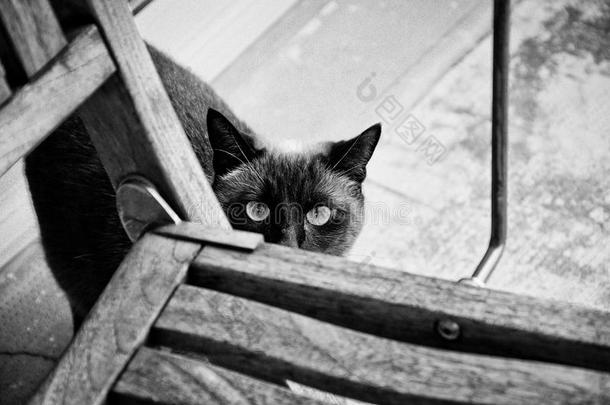 可爱的蓝眼睛暹罗猫偷偷摸摸在椅子后面-黑白相间