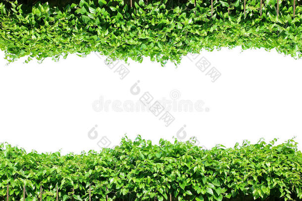 篱笆绿叶，植物框架边界，藤蔓墙花园，常春藤树隔离