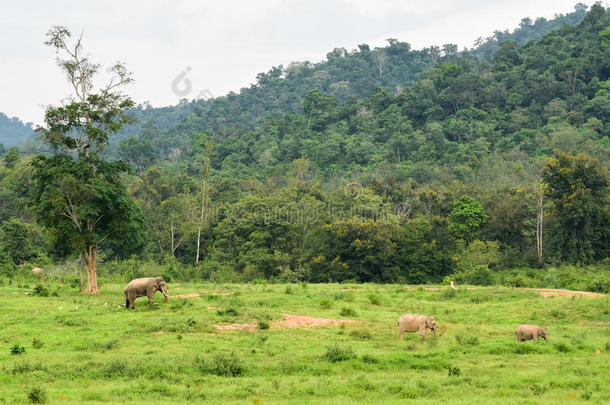 亚洲野生Elephent在奎布里国家公园，普拉楚阿布基里汗专业