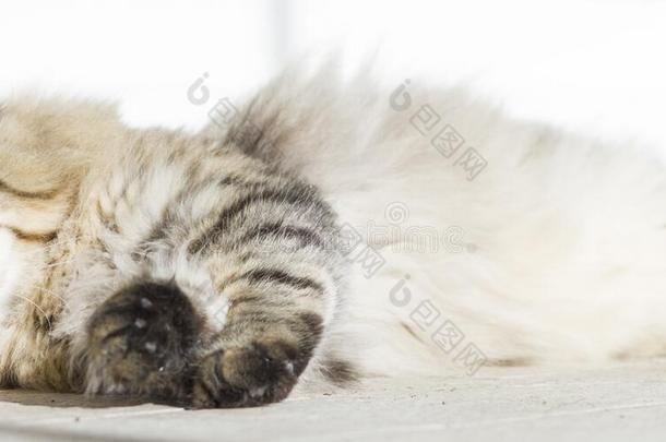 西伯利亚品种的棕色长毛猫躺在格瑞恩