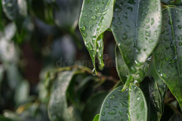 特写<strong>雨滴</strong>落在绿色的无花果叶<strong>雨滴</strong>的细节