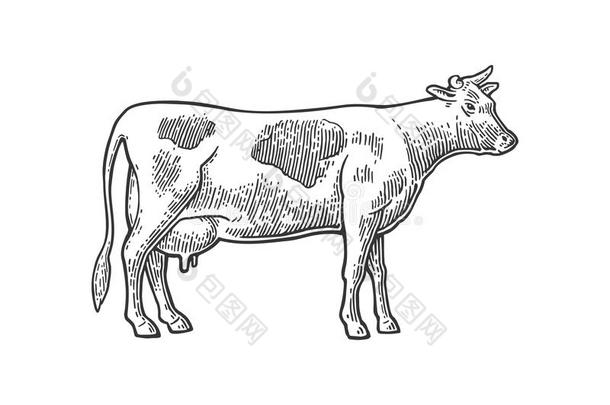 奶牛。 用图形风格画的手。 老式雕刻插图的信息图形，海报，网络。 在白背上隔离