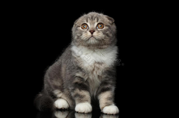 可爱的小猫苏格兰褶皱品种在孤立的黑色背景