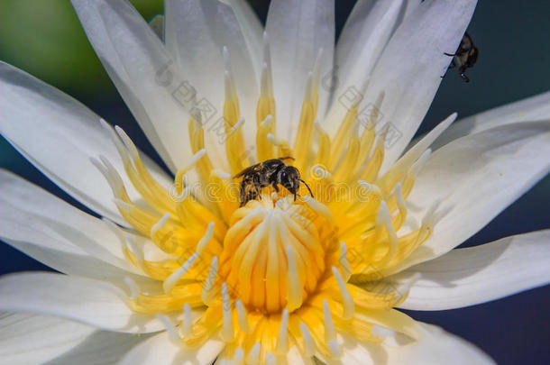 蜜蜂在水上