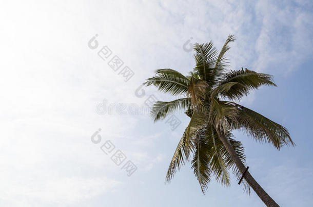 椰子树与科鲁迪天空和<strong>浮出水面</strong>
