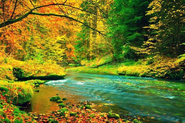 秋天的风景，五颜六色的叶子在树上，早晨在雨后的河流。