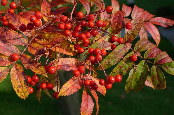 一棵罗文树上秋天的红色浆果和叶子