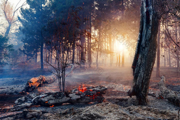 森林大火。 使用防火措施来阻止野火。