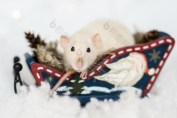 有趣的老鼠坐在木制雪橇上装饰圣诞装饰品