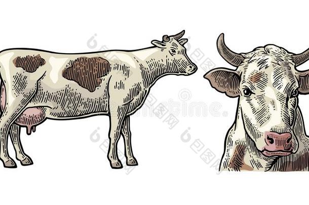 奶牛。 用图形风格画的手。 老式雕刻插图的信息图形，海报，网络。 在白色背磨上隔离
