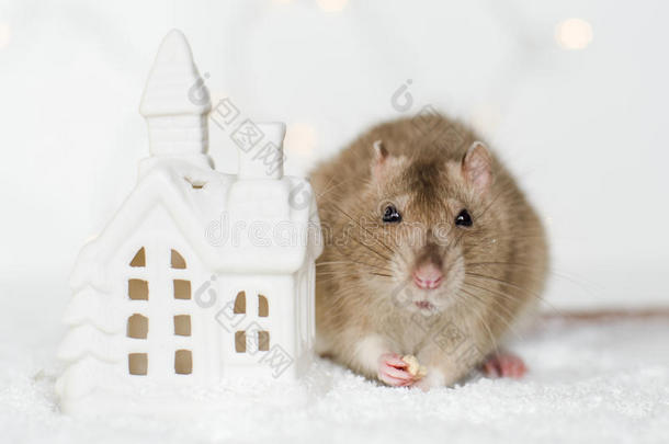 有趣的脸老鼠在圣诞节斯堪的纳维亚的房子可以吃东西