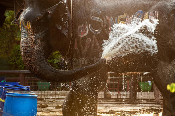 <strong>大象</strong>快乐地向自己喷水。