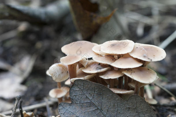 秋天米色生物学棕色的坦率的