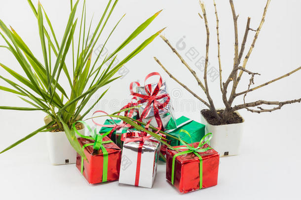 白色背景下的圣诞礼盒和<strong>盆栽树</strong>。