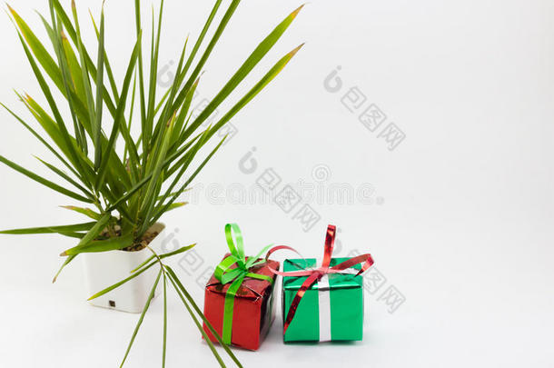 白色背景下的圣诞礼盒和盆栽树。